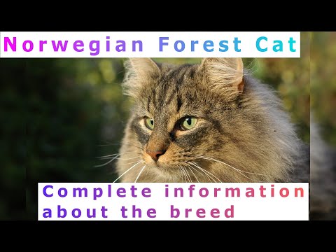 , title : 'Norwegian Forest Cat. Pros and Cons, Price, How to choose, Facts, Care, History'