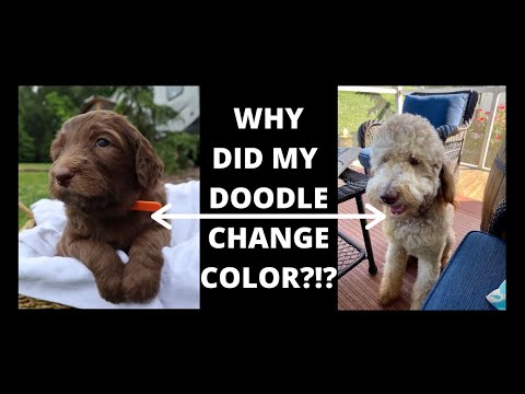 Why do Goldendoodles change color? Doodle questions answered!