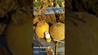Download lagu buah amanda tavi siap panen mp3 Download lagu buah amanda tavi siap panen mp3