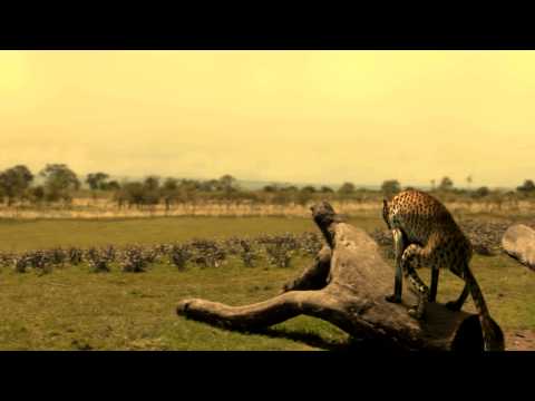 Cheetah VFX