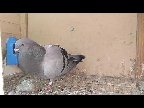 Dos pichones rompiendo celo