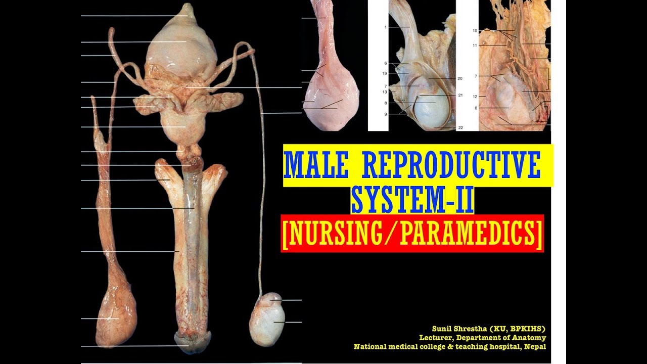 Male reproductive system-II [Nursing/Paramedics]