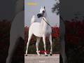Arabian Horse The Oldest Beautiful And Most Admired Horse Breeds In The World