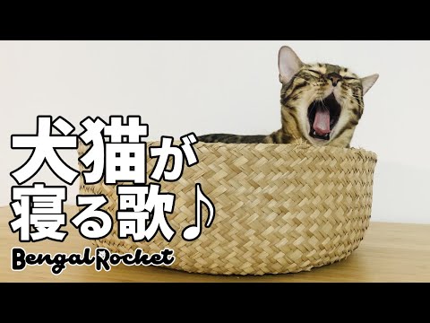 猫を一晩中寝かせる方法