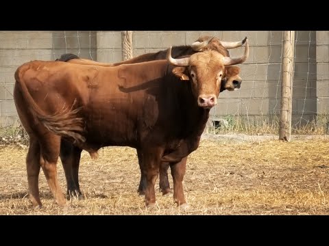 Tordesillas 2023 Tercer Encierro Toros Bravos