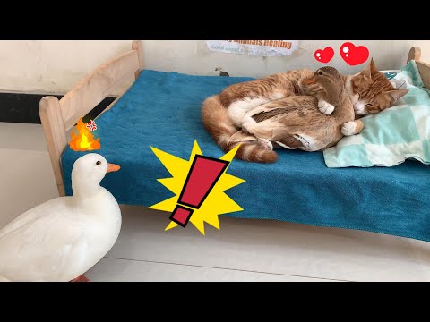 마성의 고양이 - 고양이와 바람피우는 암컷 오리를 수컷 오리가 잡았어요!