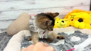 ソマリの動画01