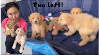 Litter of 6’s pick up day | 2left 贵宾犬8周毕业啦，2只找家中