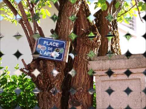 Sureau à Villars sur Fontenais