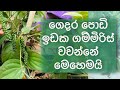 How To Grow Pepper In Pot ගෙදර පොඩි ඉඩක ගම්මිරිස් වවන�