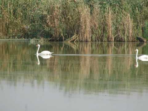 MICSUNESTI BRANCONIERI MICSUNESTI.wmv