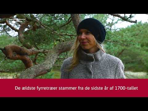 Indenfor 1 Time - Tisvildeleje - Troldeskoven - Helene Kilden