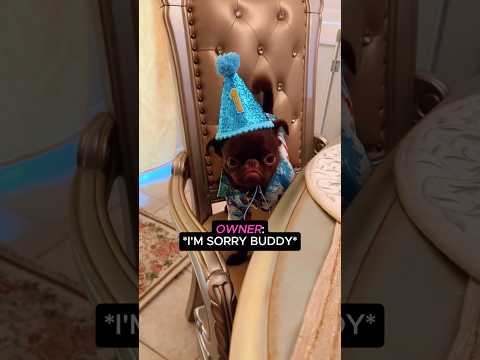 He thought his friends were coming to his birthday party 🎂😭 #dog #firstbirthday #doglover