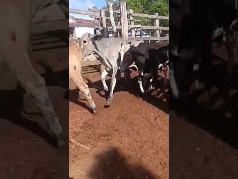 35 Garrotes: 2.100 reais cada em Ouro Velho/ Paraíba. Whatsapp 84 99810 2784*#gado #fazenda #agro