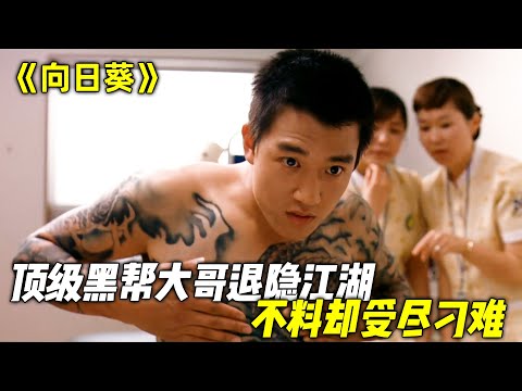 顶级黑帮大哥改过自新，不料却受尽刁难，最终暴怒灭掉整个黑帮！一口气看完《向日葵》