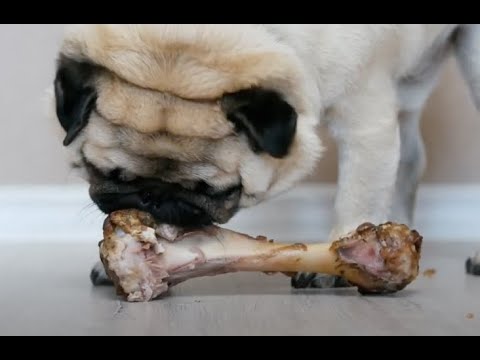 Can Dogs Eat Turkey Bones? Yes and No!