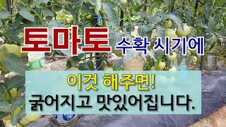 토마토 수확 시기에 이것 해주면 굵어지고 맛있어집니다. #토마토 굵게 키우는 방법 #토마토 적심하기 # 토마…