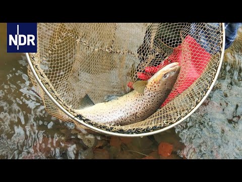 Wie geht das? Frische Fische für die Flüsse | Die Nordreportage | NDR