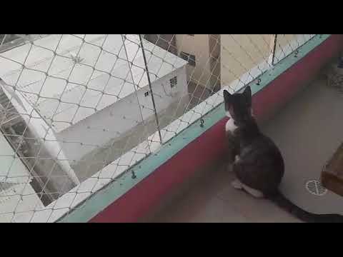 #elsagatuber Haz una obra de teatro sobre la tristeza🐱🐱