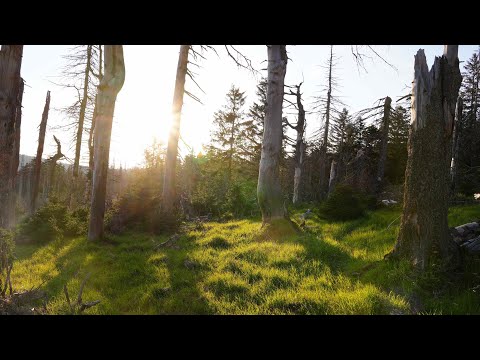 Harzer Hexenstieg 97km in 2,5 Tagen