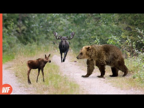 Bear Attacks Baby Moose and Quickly Regrets It