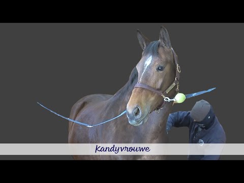 A Day in the Life of Kandyvrouwe at Iron Spring Farm, March 2021