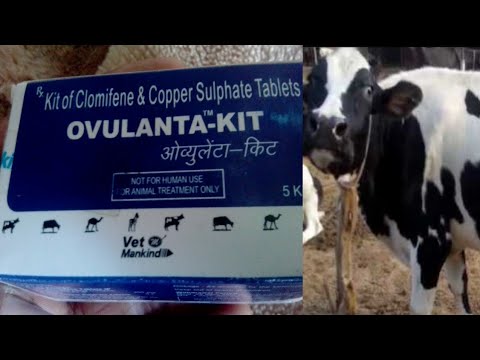 Ovulanta - kit by vet mankind pharma heat generation formula...