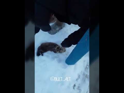 Видеофакт: В Якутии поймали и выходили раненого соболя Видеофакт: В Якутии поймали и выходили раненого соболя