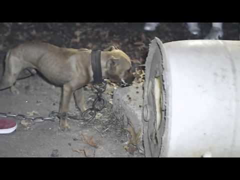 Trashbag Kee   Working With Them Dogs Music Video filmed by @OTWProductionz