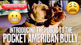 ABKC & UKC Pocket American Bully Dogs Excellent Temperament & Great Conformation Puppies Dog #bully