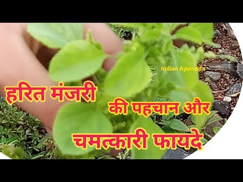 हरित मंजरी-कुप्पी की पहचान और अद्भुत चमत्कारी प्रयोग | kuppi ke fayde in hindi | कुप्पी का पौधा Video