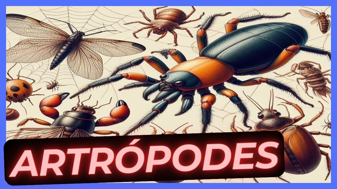 Artrópodes: O Que São E Suas Características | #aulaonline