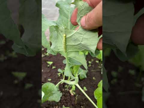 園芸 シダ肥料、忌避剤および駆虫剤