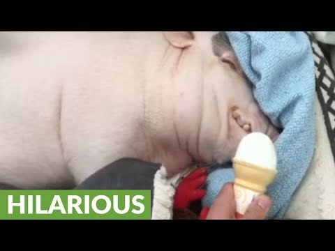 Pickle the Mini Pig wakes up to ice cream cone