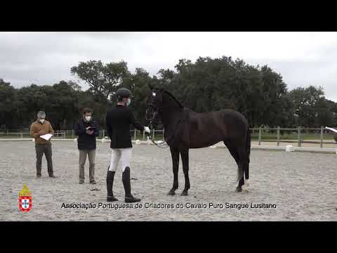 210201 16 Lazaro - Aprovação de Garanhões