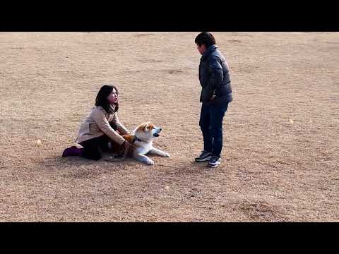 台湾からお越しいただきました(*´▽｀*) 謝謝！！#Akitainu #Akitadog #秋田犬
