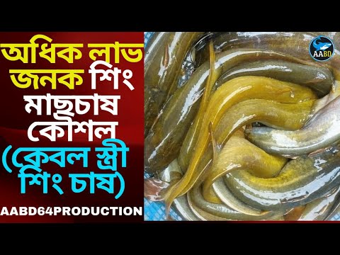 শিং মাছ চাষ
