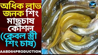 শিং মাছ চাষ