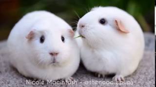 [閒聊] 神奇寶貝 3D 化了！(偽)