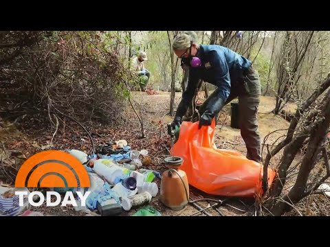 Mexican Cartels Are Growing Marijuana In California’s National Forests