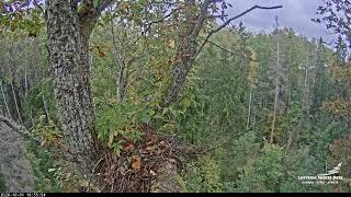 Madona Municipality · Gulbene · LVM mazais ērglis Lisiņa · ozols2 · Lesser Spotted Eagle live stream