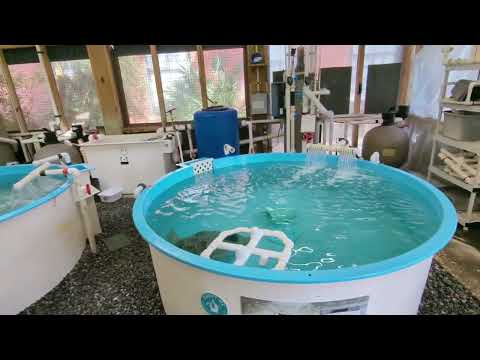 Inside a Sea Turtle Rescue Center