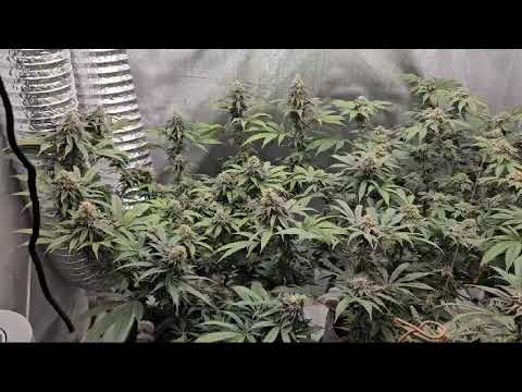 uprawa indoor dosidos 33 Barney's Farm