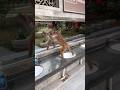 Monkey in the mirror reaction 🐒🪞😱😨🤪#youtubeshorts #shorts #viralshorts #ytshorts #shortsfeed #funny