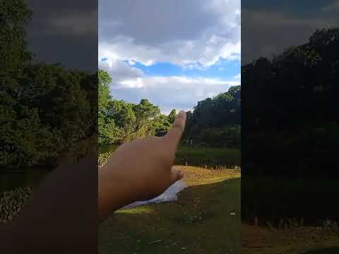 Lotes, Zé Alves jaborandi Bahia