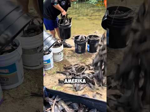 Dari Hama Jadi Primadona #shorts