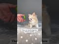 Are Cucumbers Good For Dogs By Chihuahua Cedric Shorts