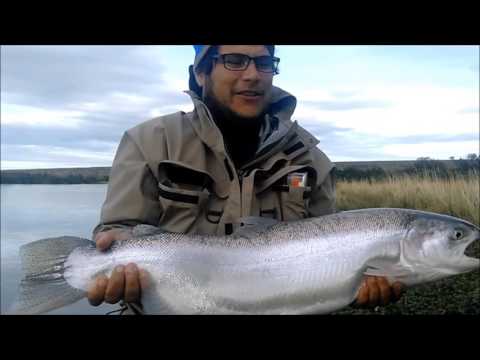 Steelhead en el Rio Santa Cruz, Temporada 2016 