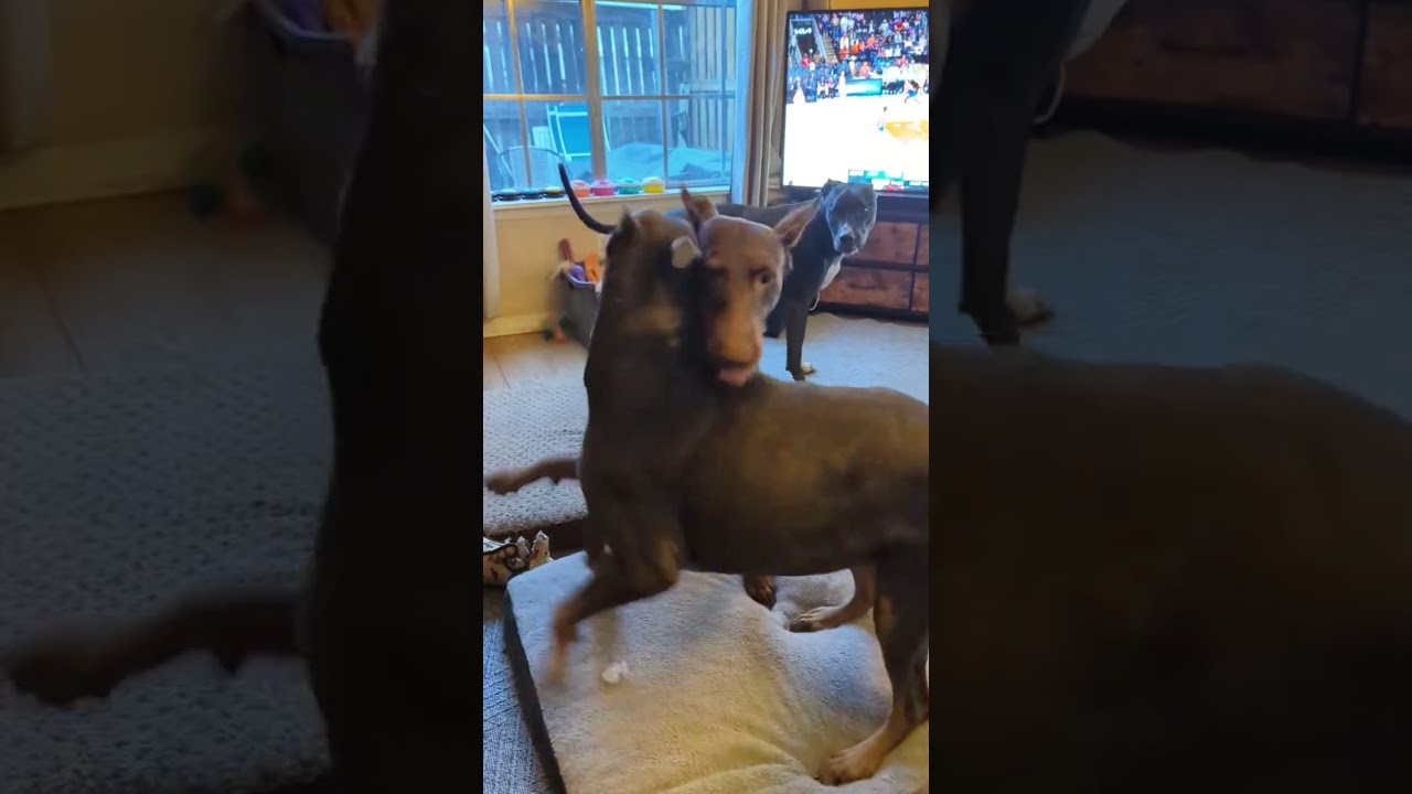 Enlarge Scarlett, a Adoptable Doberman Pinscher in Evergreen, CO video 6/6