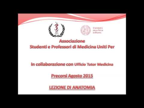 Lezione di Anatomia Umana Precorsi 2015 Apparato Muscolo Scheletrico